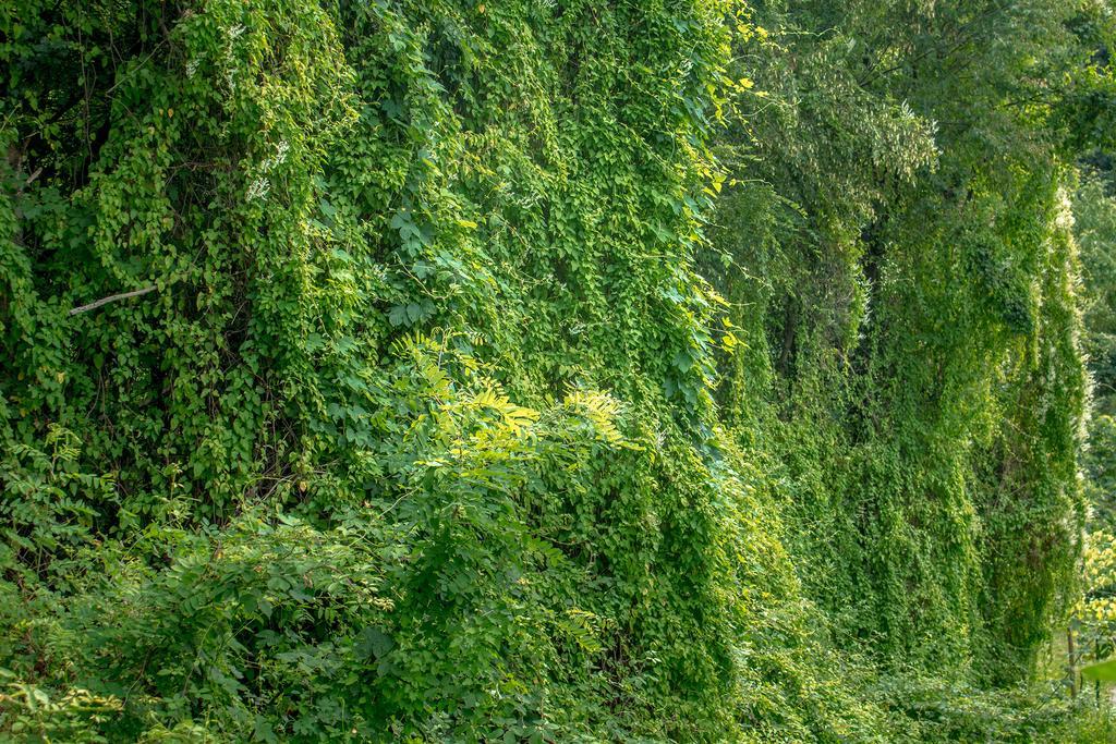 Villa Turisticna Kmetija Stanfel Podsabotin Esterno foto